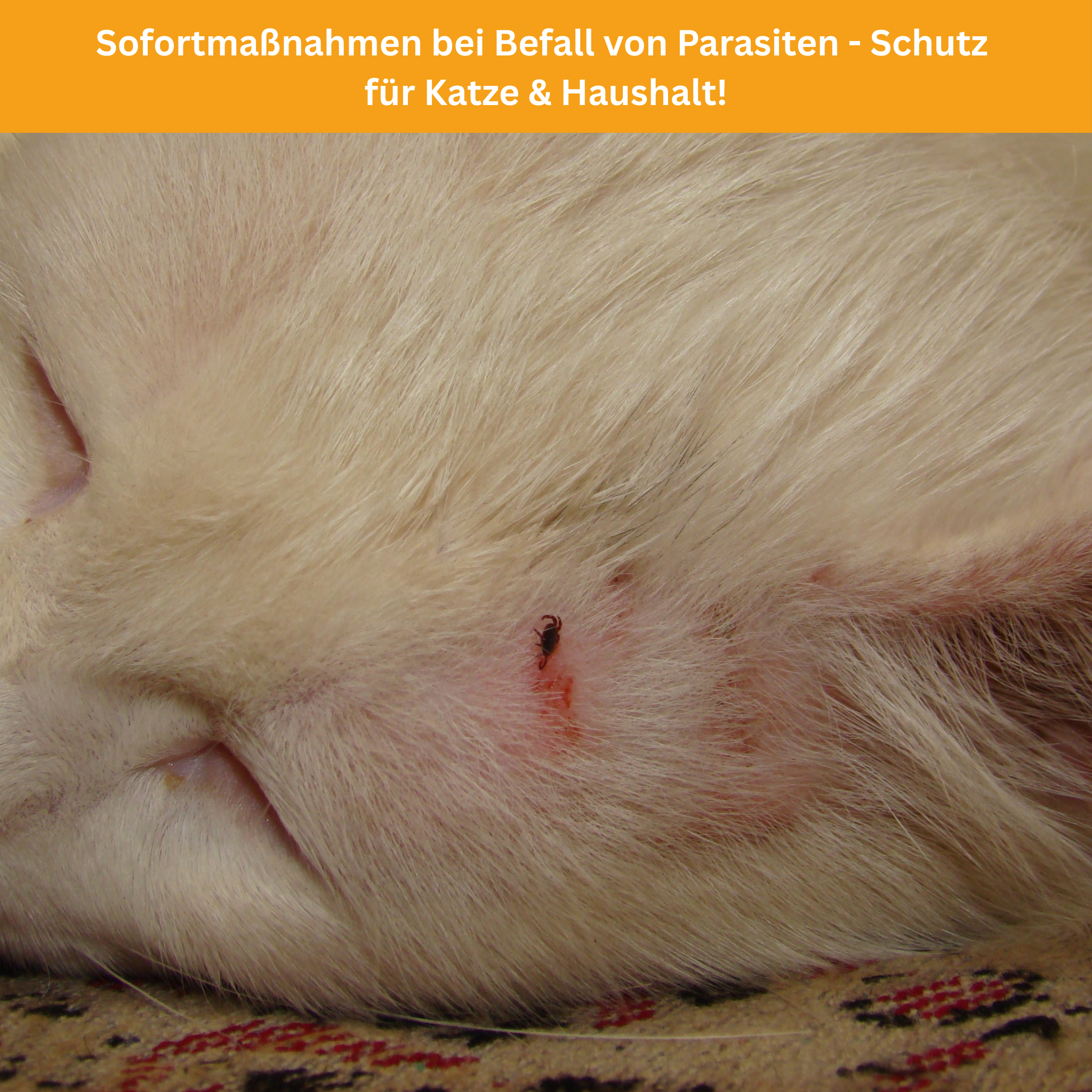 Keine Chance für Parasiten! Der ultimative Ratgeber für Katzenhalter