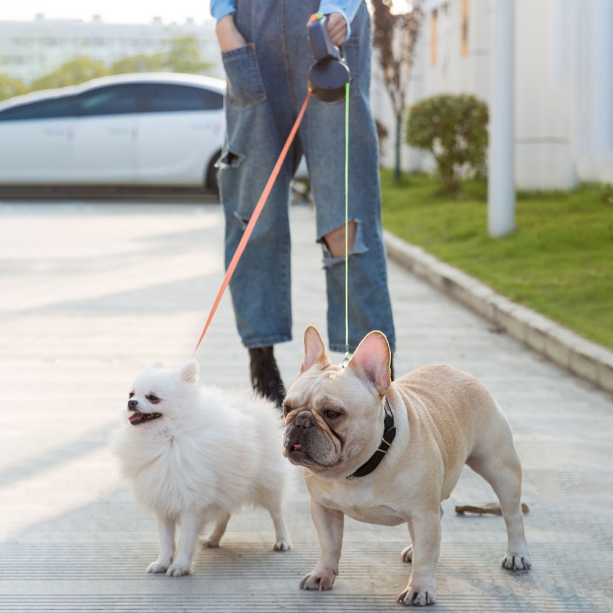 DualLight Leash