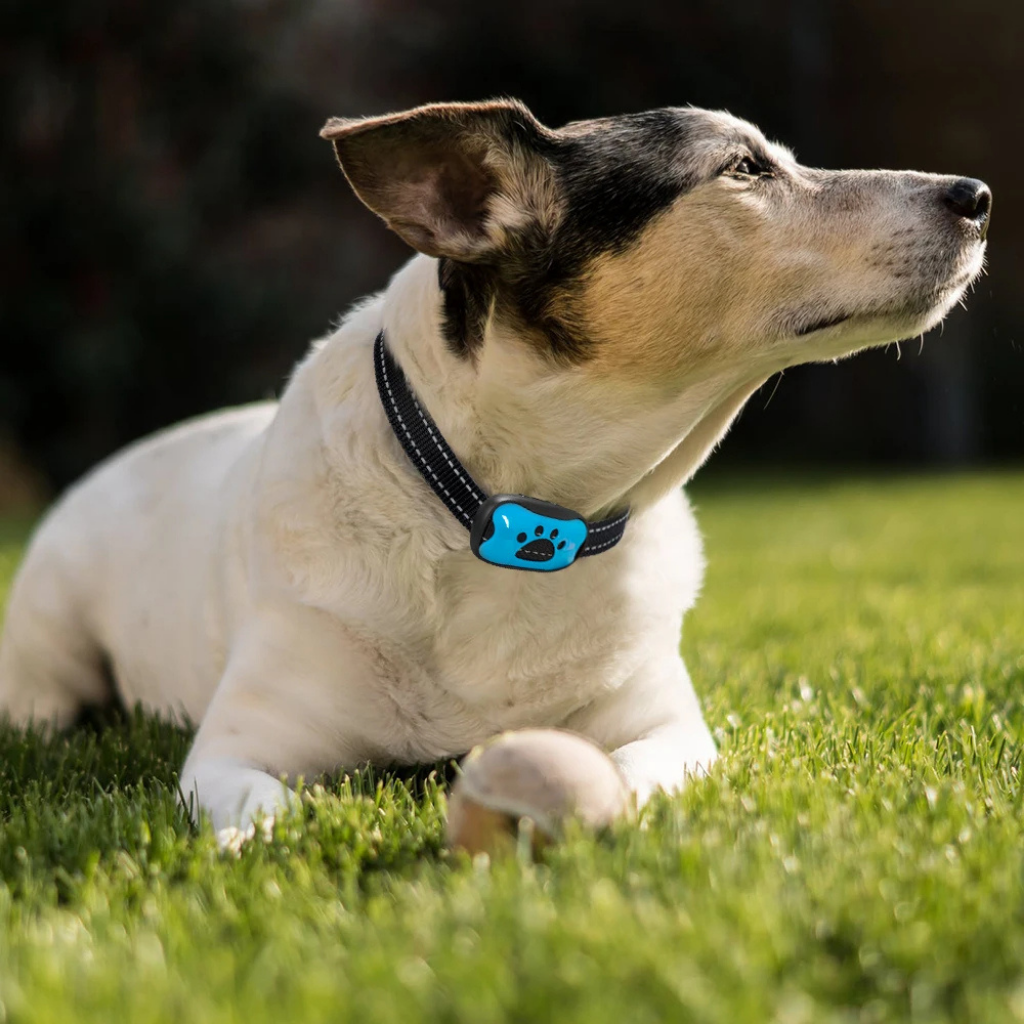 Pet-Friendly Anti-Bark Collar [Double Offer]