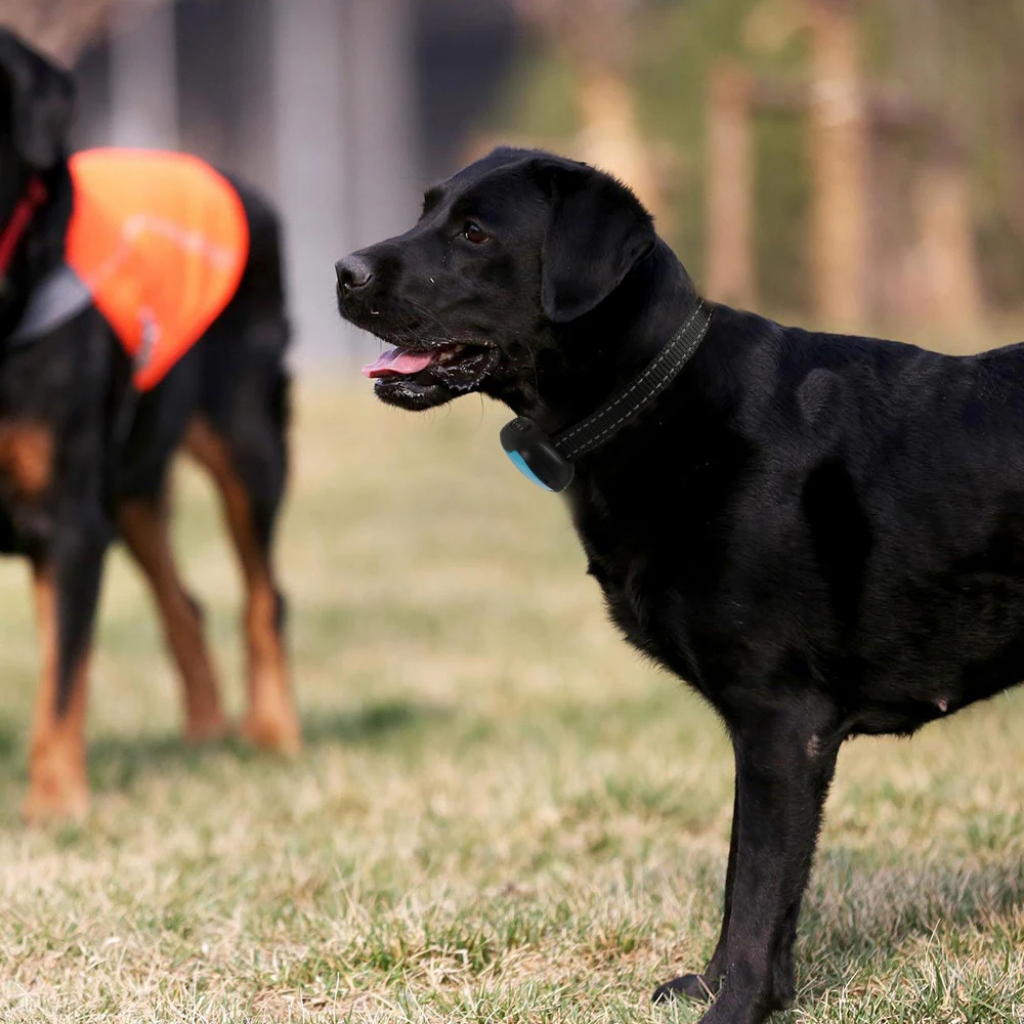 Pet-Friendly Anti-Bark Collar [Double Offer]
