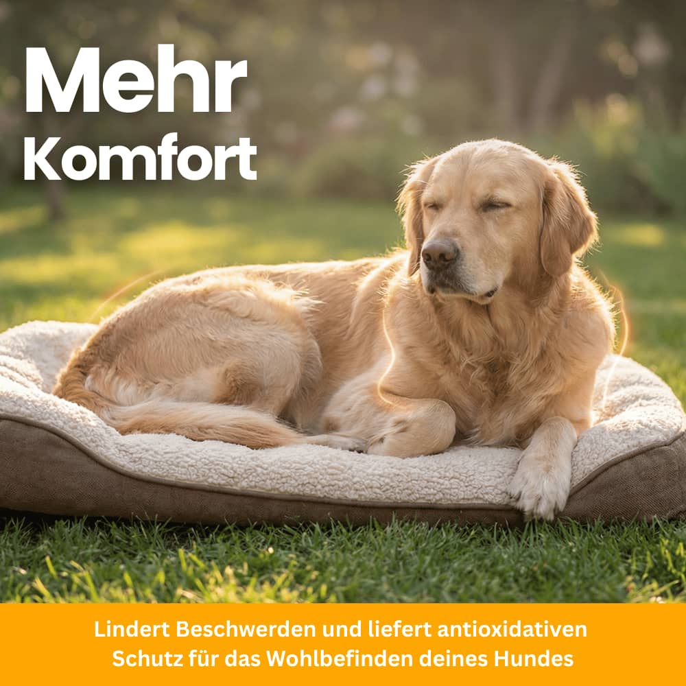 Hip & Joint Soft Chews for Dogs